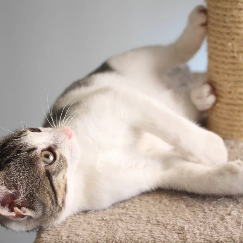Cat Scratching Post - Scratcher Posts with Carpeted Scratch Pad Base and Perch - Furniture Scratching Deterrent for Indoor Cats