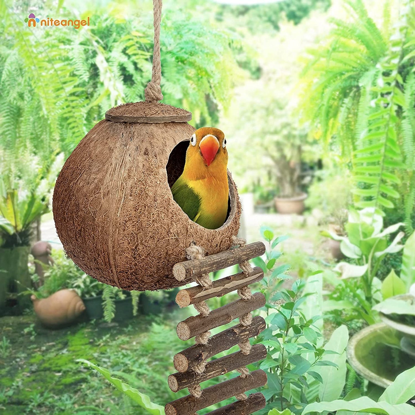 Natural Coconut Hideaway with Ladder, Bird and Small Animal Toy (House with Ladder, Natural Surface)