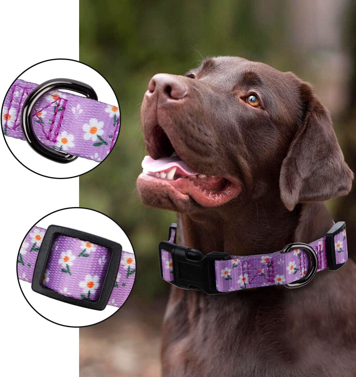 Daisy Girl Dog Collars, Floarl Design for Small Dogs, Purple