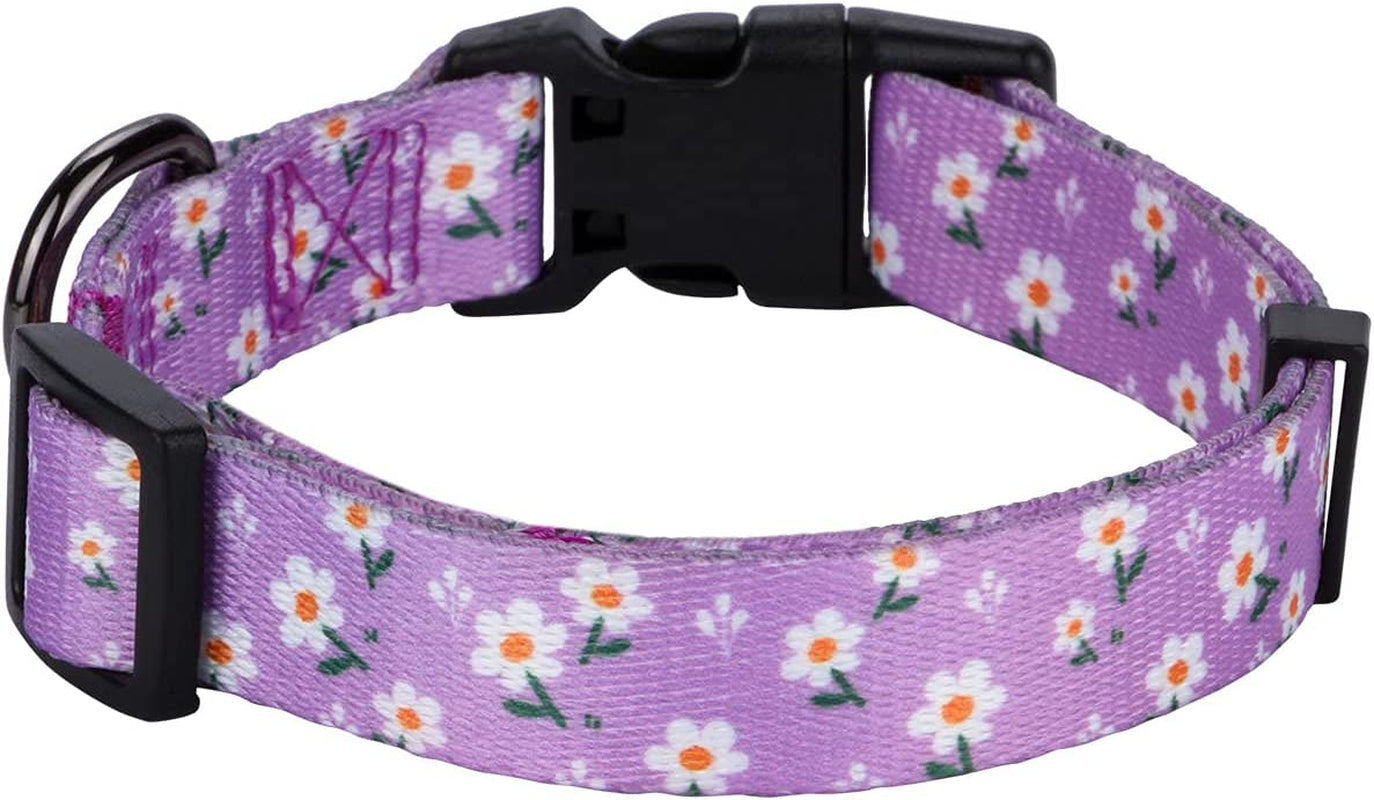 Daisy Girl Dog Collars, Floarl Design for Small Dogs, Purple